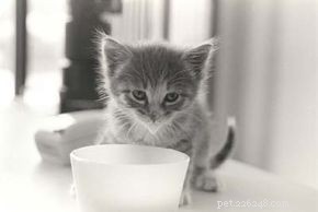 Essential Guide to Caring for Your Cat: Health, Nutrition, and Happiness