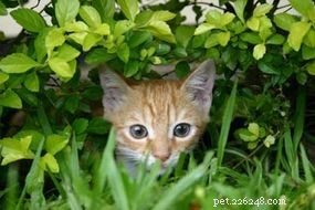 Essential Guide to Caring for Your Cat: Health, Nutrition, and Happiness