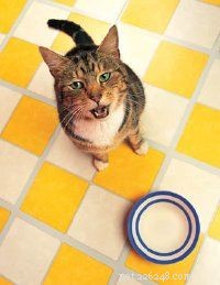 Essential Guide to Caring for Your Cat: Health, Nutrition, and Happiness