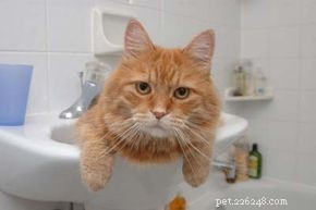 Essential Guide to Caring for Your Cat: Health, Nutrition, and Happiness
