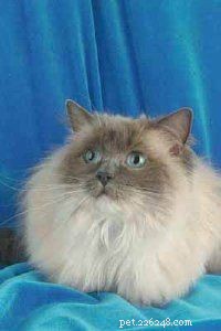 Essential Guide to Caring for Your Cat: Health, Nutrition, and Happiness