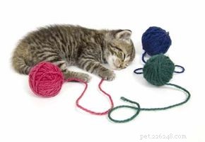 Essential Guide to Caring for Your Cat: Health, Nutrition, and Happiness