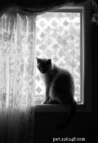 Essential Guide to Caring for Your Cat: Health, Nutrition, and Happiness