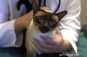 Essential Guide to Caring for Your Cat: Health, Nutrition, and Happiness