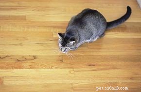 Effective Solutions for Common Cat Behavior Issues