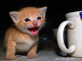 Effective Solutions for Common Cat Behavior Issues