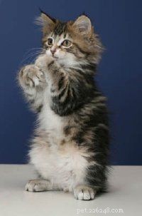 Effective Solutions for Common Cat Behavior Issues