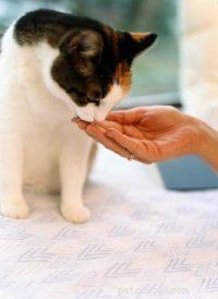 Effective Solutions for Common Cat Behavior Issues
