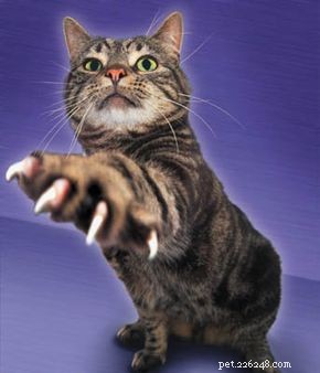 Effective Solutions for Common Cat Behavior Issues
