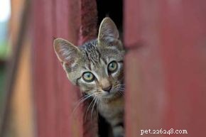 Effective Solutions for Common Cat Behavior Issues