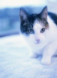 Effective Solutions for Common Cat Behavior Issues