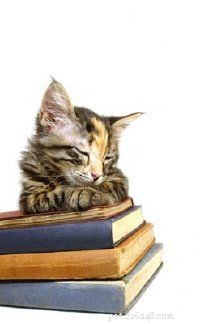 Effective Solutions for Common Cat Behavior Issues