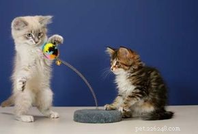 Effective Solutions for Common Cat Behavior Issues