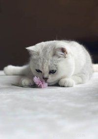 Effective Solutions for Common Cat Behavior Issues