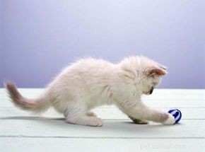 Effective Solutions for Common Cat Behavior Issues