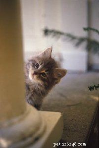Effective Solutions for Common Cat Behavior Issues