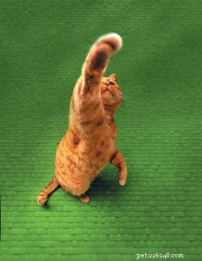 Effective Solutions for Common Cat Behavior Issues