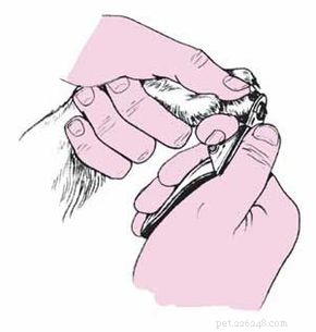 Essential Cat Care Tips: Feeding, Grooming & Bathing for Happy, Healthy Pets
