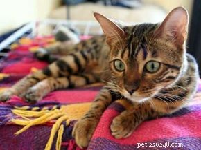 9 Remarkable Cats That Made History