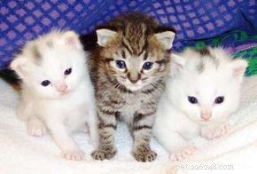 Is a $6,000 Hypoallergenic Cat Worth the Investment?