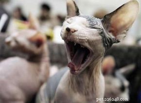 Is a $6,000 Hypoallergenic Cat Worth the Investment?