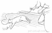 Step-by-Step Guide: Treating Your Cat After an Electrical Shock