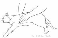 Step-by-Step Guide: Treating Your Cat After an Electrical Shock
