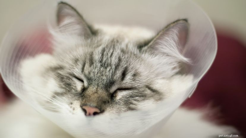 Treating a Scratched Eye in Your Cat: A Step-by-Step Guide