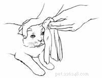 How to Treat a Cat with Frostbite: Essential Care Guide