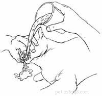 Immediate Treatment Steps for a Cat Experiencing Toad Poisoning