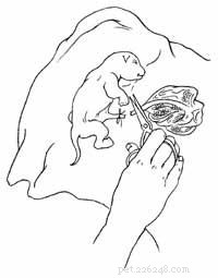 Guide to Caring for a Cat During Kitten Birth: Tips & Precautions
