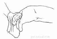 Guide to Caring for a Cat During Kitten Birth: Tips & Precautions