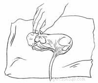 Guide to Caring for a Cat During Kitten Birth: Tips & Precautions