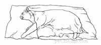 Immediate Steps to Stabilize a Cat in Shock