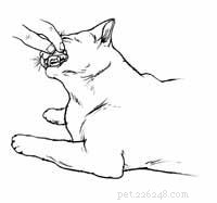 Immediate Steps to Stabilize a Cat in Shock
