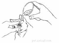 Skunk Spray Relief: Quick, Safe Steps to Treat Your Cat