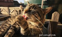 Five Ways Cats Foster Responsibility in Children