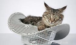 10 Ideal Cat Breeds for Kids & Families