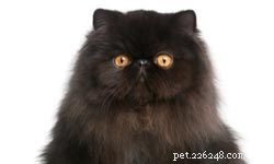 10 Ideal Cat Breeds for Kids & Families