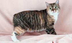 10 Ideal Cat Breeds for Kids & Families