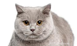 10 Ideal Cat Breeds for Kids & Families