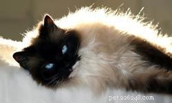 10 Ideal Cat Breeds for Kids & Families