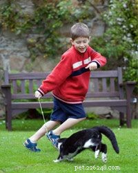 5 Fun and Safe Games for Kids and Cats to Play Together