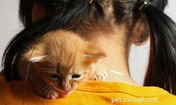 5 Fun and Safe Games for Kids and Cats to Play Together