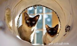 5 Fun and Safe Games for Kids and Cats to Play Together