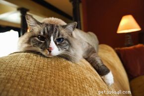 Indoor vs. Outdoor Cats: Choosing the Ideal Living Situation