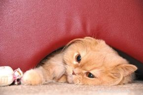 Effective Home Remedies to Prevent and Treat Hairballs in Cats