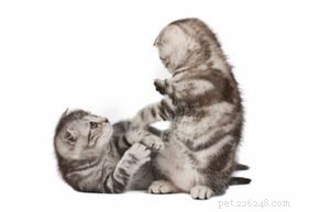 Effective Home Remedies for Cat Scrapes & Scratches: Quick Care & Prevention