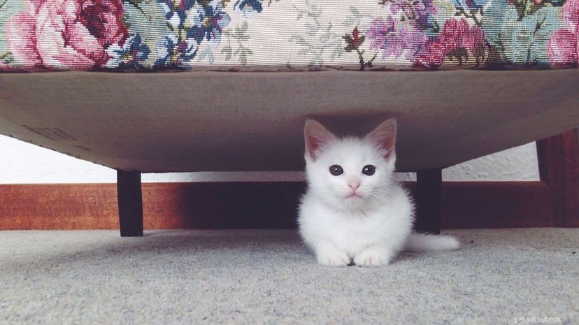 New Study Reveals Elevated Brominated Flame Retardants in Domestic Cats