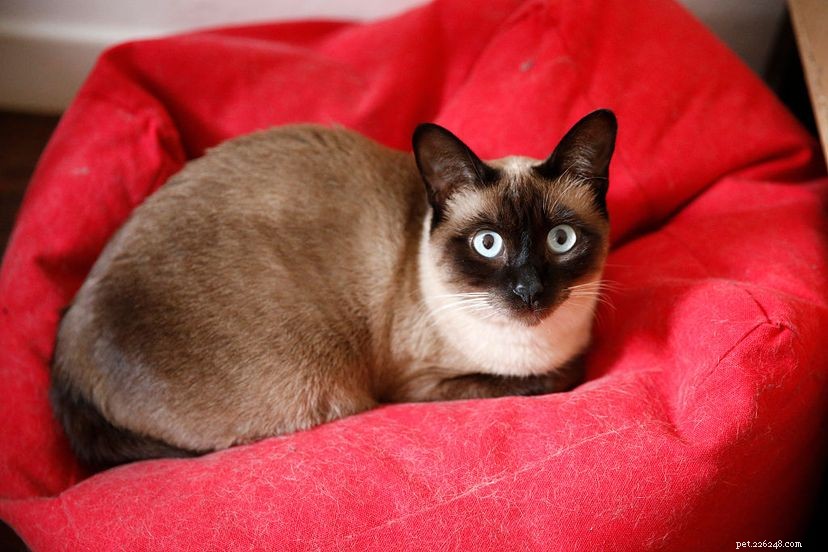 10 Historic Cats Who Captured the World
